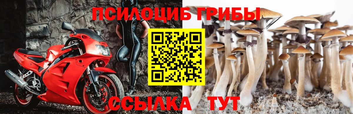 Галлюциногенные грибы Psilocybe Ишим